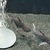 2 young iridescent sharks