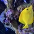 Yellow tang (£400)