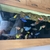 Malawi Cichlids for sale