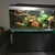 5ft beautiful fishtank for sale