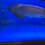 PLANET AROWANA NEW STOCKIST OF AROWANA