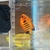 Yellow tang and flame angle