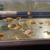 TOP QUALITY RANCHU FOR SALE NORTH EAST.