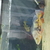 JOBLOT AMERICAN CICHLIDS £250 FOR ALL