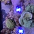 Clownfish,SPS/LPS Coral tank shutdown bargains to be had ( Burgess Hill, W. Suss