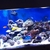 Marine aquarium full set up