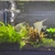 Angel fish and Corydoras for sale