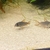 Angel fish and Corydoras for sale