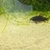 Angel fish and Corydoras for sale