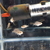 Cichlids for sale