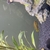 5 African cichlids £35