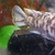 Adult pair metraclima chizmulu mcat f1 fish v rare and in great condition