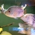 Cyano Texas Cichlid pair and pink Jack dempsey