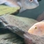 Cyano Texas Cichlid pair and pink Jack dempsey