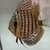 11 Very Large Stunning Stendker Discus can Deliver