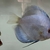 11 Very Large Stunning Stendker Discus can Deliver