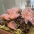 Fish and Corals for sale