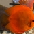 11 Very Large Stunning Stendker Discus can Deliver