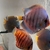 11 Very Large Stunning Stendker Discus can Deliver