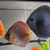 11 Very Large Stunning Stendker Discus can Deliver