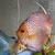 11 Very Large Stunning Stendker Discus can Deliver