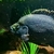 Large male Paratilapia polleni £40