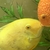 Severums for sale