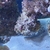 Large center piece of live rock covered in Green Star Polyps