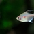 Bleeding Heart Tetras