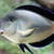 Sohal tang / collare butterfly fish Sold…