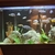 Malawi cichlids for sale