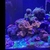 Evolution Aqua 1200s pro reef tank complete set up £3500