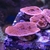 SPS Red plating montipora £4