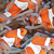 Clown fish sale… Pair ..