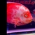 King Kong Kohaku, White Santa, Kohaku Mammon & Blood Red Parrot Fish