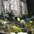 Malawi Cichlids