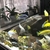 Malawi Cichlids