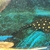 SOLD female BD Black Diamond Stingray approx 12.5”+ Arowana bass pred