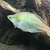 XL Rainbowfish