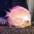 Discus for sale - Cambridgeshire