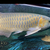 SOLD  AAA grade Super red Asian Arowana 17-19” rare, pred, ray, dat