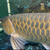 SOLD  AAA grade Super red Asian Arowana 17-19” rare, pred, ray, dat