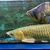 SOLD  AAA grade Super red Asian Arowana 17-19” rare, pred, ray, dat