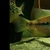 Super Rare Central American cichlids for sale fish house move around Tuba/Asfrac