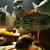 Super Rare Central American cichlids for sale fish house move around Tuba/Asfrac