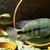 Super Rare Central American cichlids for sale fish house move around Tuba/Asfrac