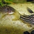 Various fish for Sale - Please see ad