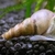 Free Malaysian Trumpet Snails