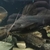 Synodontis and Marbled Lancer catfish for sale