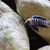 Cynotilapia Afra Cobue breeding group x6 £30 SOLD